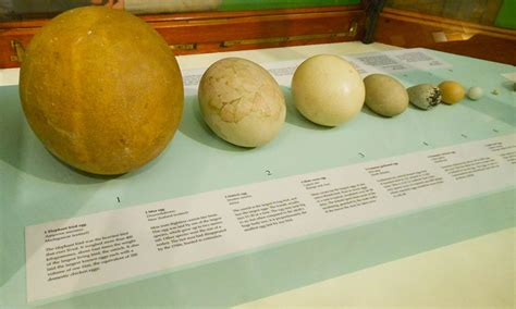 Elephant Birds Laid Really Big Eggs | BirdNote