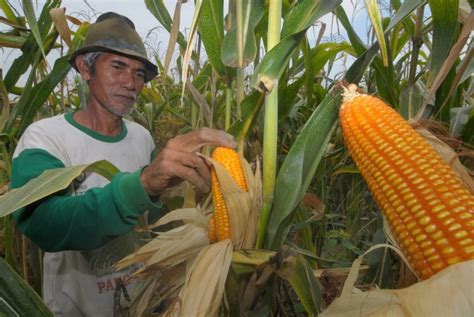 Southeast Sulawesi has a surplus of 38,000 tons of corn grain ...