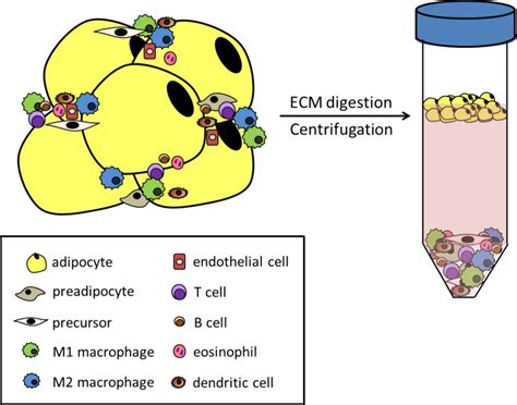 Figure 8. [Constituents of adipose tissue (AT)...]. - Endotext - NCBI ...