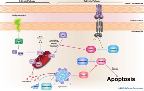 Apoptosis - My Cancer Genome