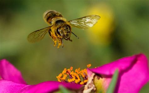 What Bees Can Teach us About the Pollination