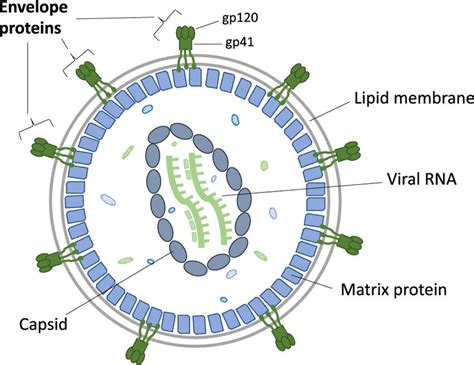 Illustration of the structure of HIV. The envelope protein, which ...