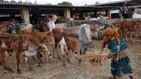 MP govt allocates Rs 11 crore for feeding cows in 1,300 cow shelters