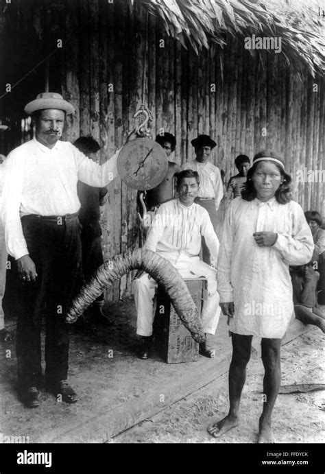 BRAZIL: RUBBER PLANTATION. /nWorkers weighing rubber at a plantation in ...