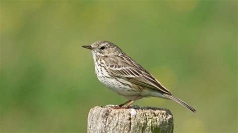 Meadow Pipit | MarkEisingBirding