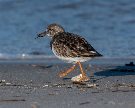 Ruddy Turnstone | Audubon Field Guide