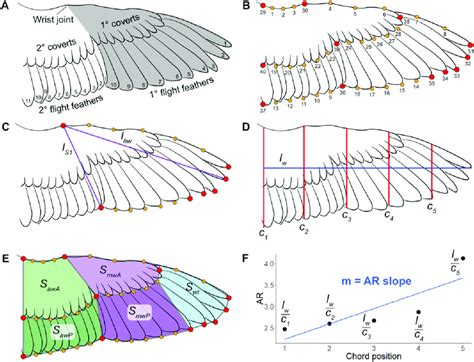 Bird Wing Anatomy Feathers