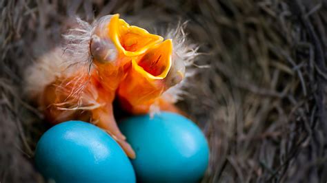 American Robin Bird Eggs