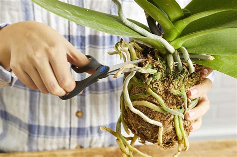 How to Repot Your Orchid to Keep it Healthy and Happy in 2022 ...