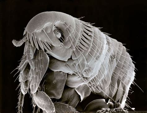 Flickr Photo Download: Electron Microscope Photo Of A Flea. 86 Times ...