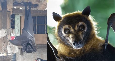 The Giant Golden-Crowned Flying Fox, The Largest Bat In The World