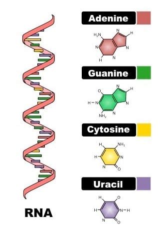 What are the different types of RNA?