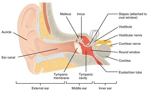 Audition and Somatosensation | Anatomy and Physiology I