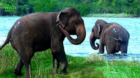 Jumbo sized elephant treated by wildlife officers - Wild Elaphant Video