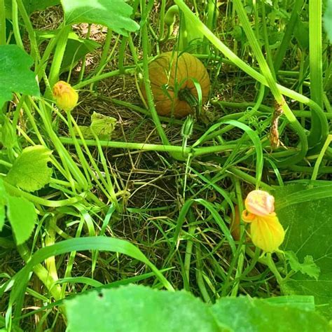 Pumpkin Plant Stages (Growing From Seed to Harvest) - Rivers Family Farm