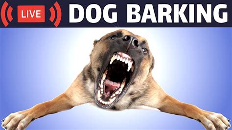 What Does A Dog Sound Like Barking