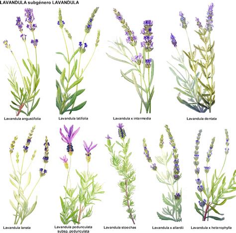 Dibujos de diferentes especies de lavanda (Lavandula) para identificación