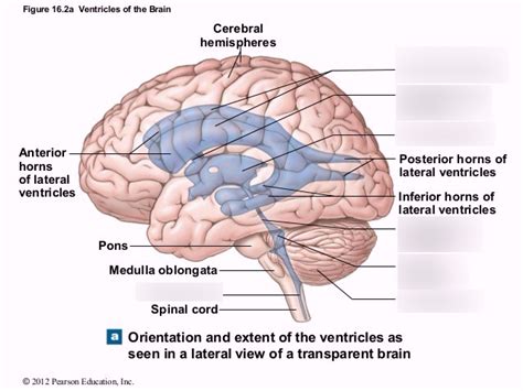 ventricles of the brain (lateral view) Diagram | Quizlet