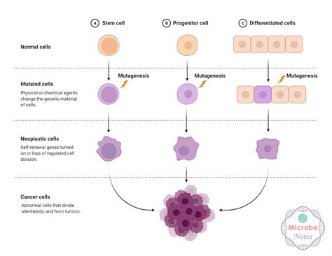 Somatic Mutation- Definition, Causes, Outcomes, Diseases