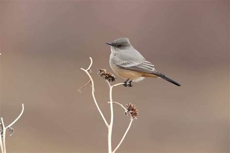 15 Types Of Migrating Birds - A-Z Animals