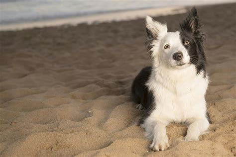 Border Collie Names | Popular Male and Female Names | Wag!