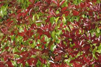 Diseases of a Red Tip Photinia | Home Guides | SF Gate