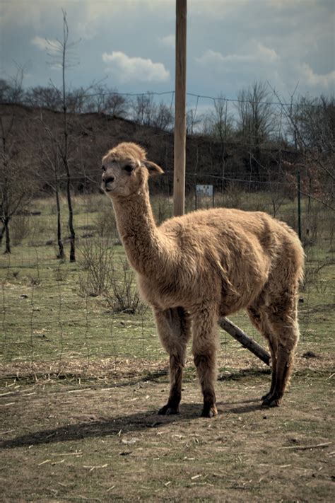 Free Images : grass, animal, summer, wildlife, zoo, fauna, llama ...