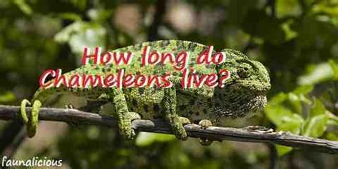 Chameleon Lifespan - How Long do Chameleons Live? | FaunaLicious