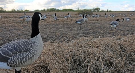 Canada Goose Decoy Spreads - Default