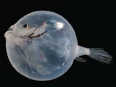 This deep sea fish is called "Sea Toad". Looks like a water balloon to ...