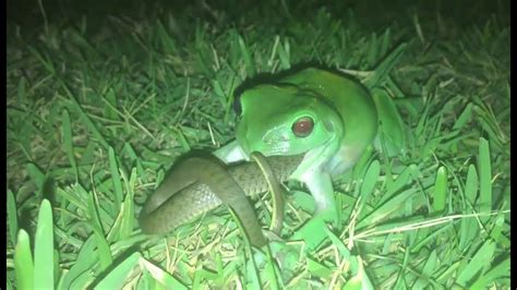 Green frog eats snake - YouTube