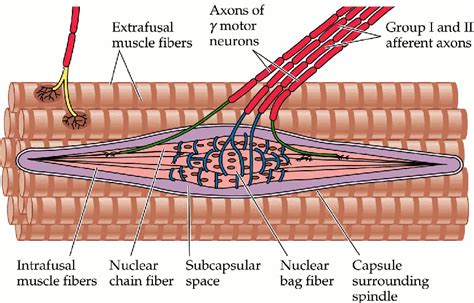 muscle spindle | Stone Athletic Medicine