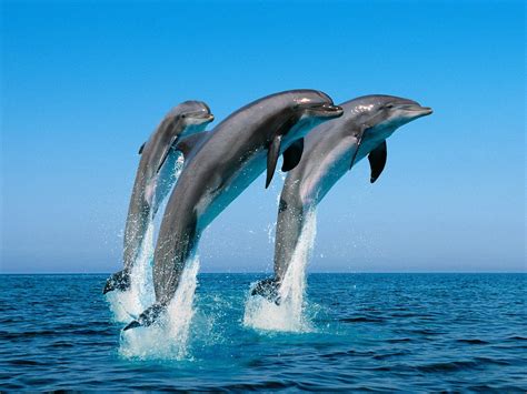 Dolphin | Endangered Animals | Pinterest