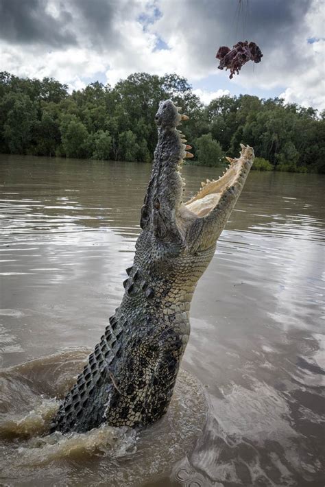 CROC ATTACK JUST WAITING TO HAPPEN. - The Crocodile Chronicles Australia