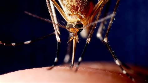 Mosquito Anatomy: The Perfect Killer