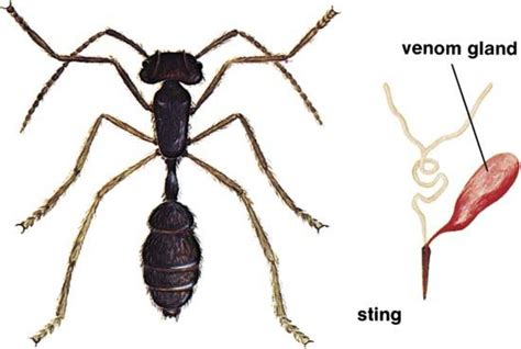 Venom gland | anatomy | Britannica.com