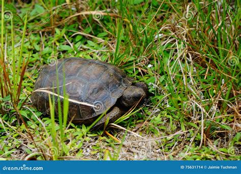 Gopher turtle in habitat stock photo. Image of sand, outdoors - 75631714