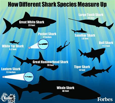 How Different Shark Species Measure Up [Infographic]