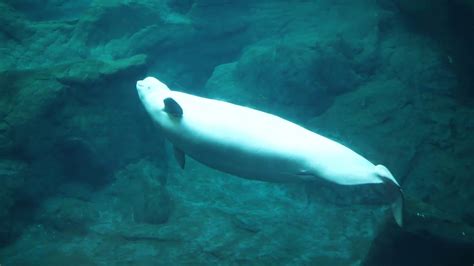 What's That Thing Outside of Our Beluga Whale Habitat? - YouTube