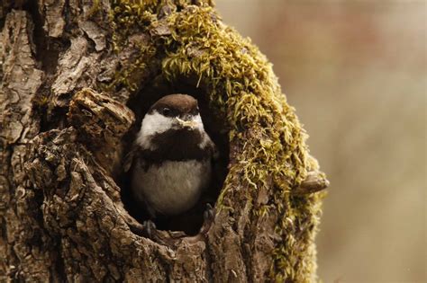 Chestnut-Backed Chickadee: Identification, Common Locations, Diet, and ...