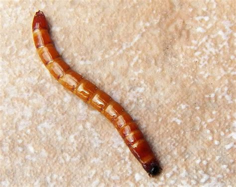 What Lives in my Yard?: Wireworm (Click Beetle Larva) Identification Notes