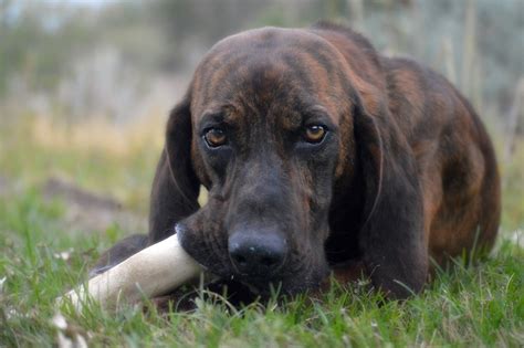 Plott Hound: Info, Pictures, Characteristics & Facts | Hepper