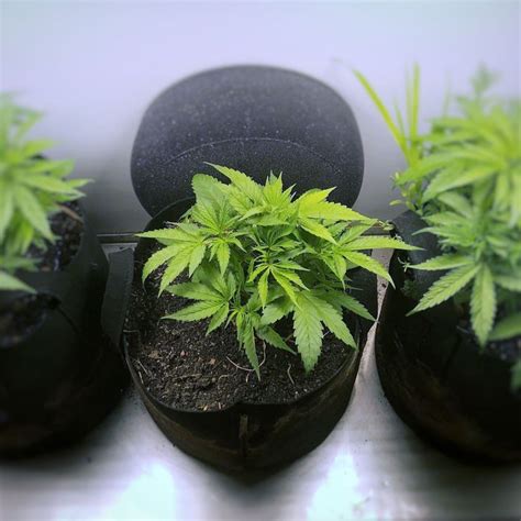 How to Grow Weed Indoors: An Ultimate Guide 2019 | The Strategist