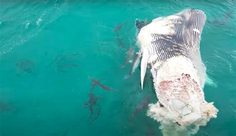 Drone Captures Wild Footage of Shark Feeding Frenzy on Whale Carcass in ...