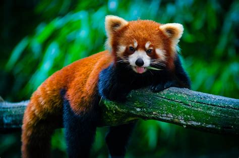 Panda Vermelho Animal Filhote - Foto gratuita no Pixabay - Pixabay