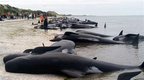 More than 400 whales beach themselves in New Zealand - CBS News