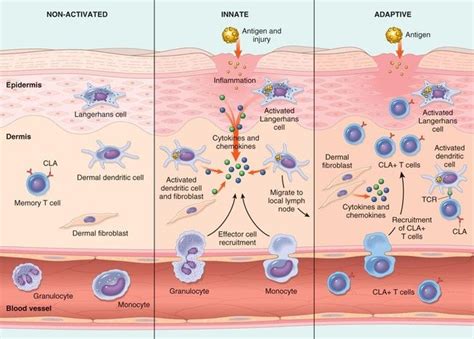 Innate Immune System