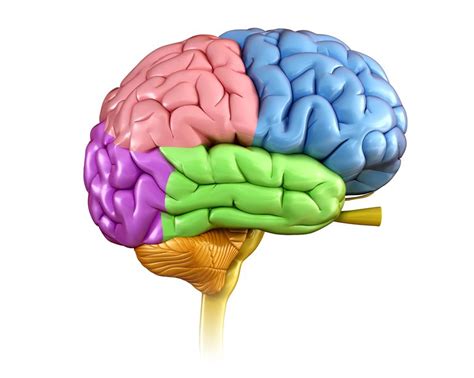 Brain Anatomy: The 4 Lobes, Structures, and Functions