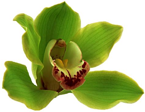 Green Orchid by jeanicebartzen27 on DeviantArt