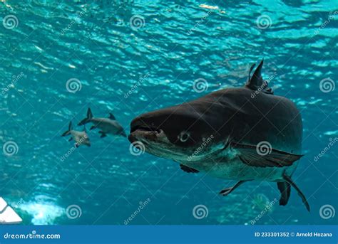 Mekong Giant Catfish Royalty-Free Stock Photography | CartoonDealer.com ...